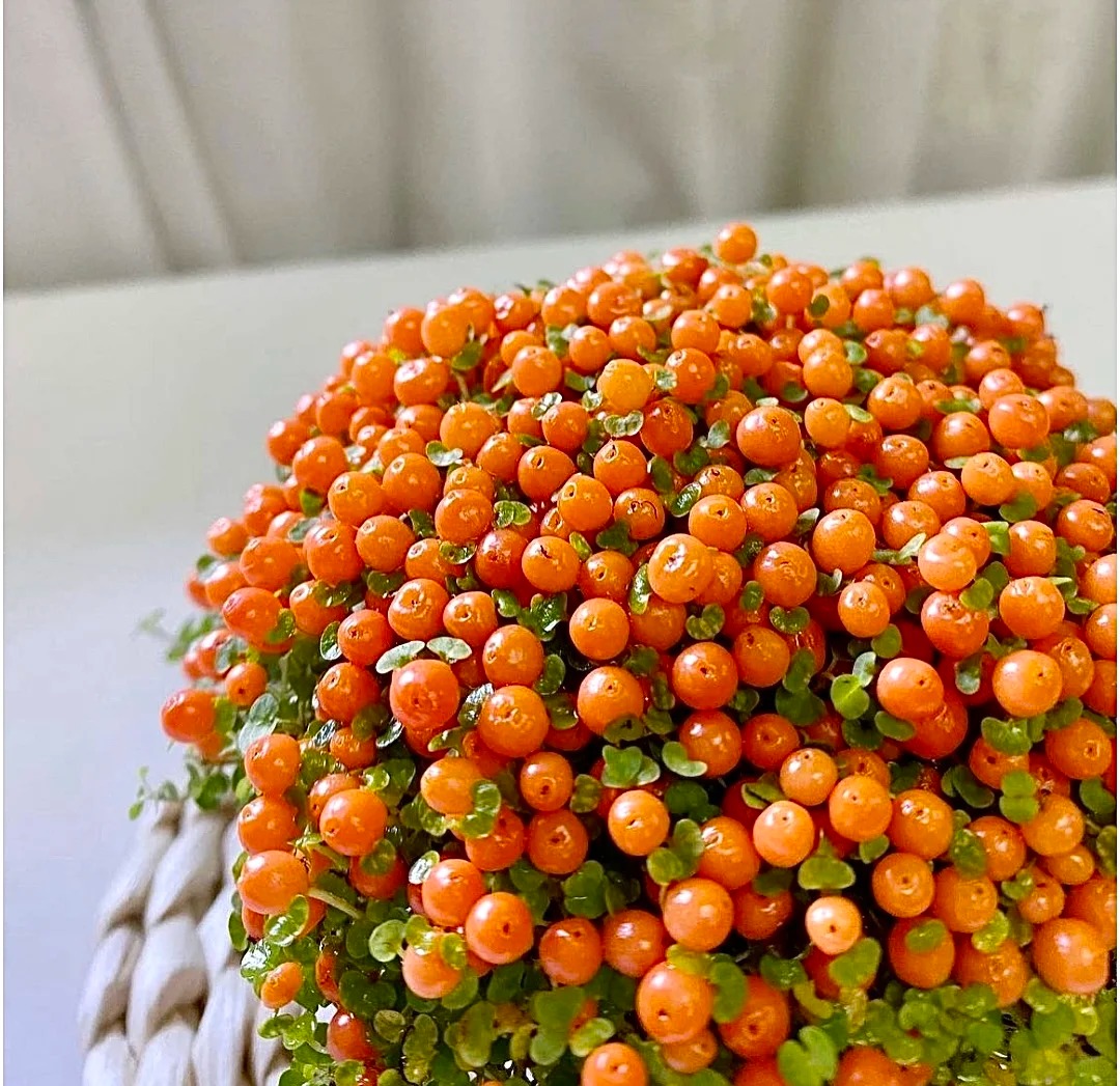 "Bảo bối" phong thủy mới cho Tết B&iacute;nh Ngọ 2026: T&ecirc;n nghe sang chảnh, b&eacute; x&iacute;u xiu m&agrave; h&uacute;t lộc cả năm- Ảnh 10.