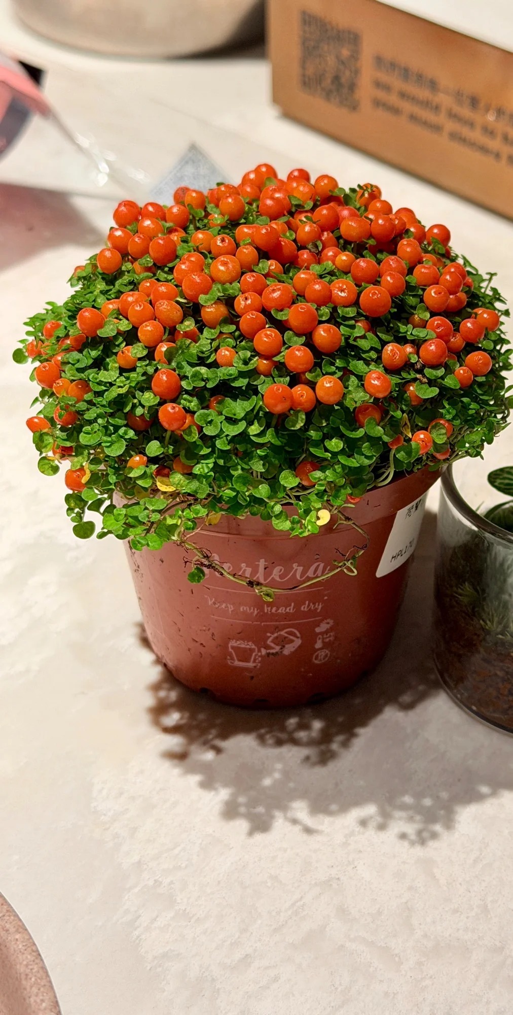 "Bảo bối" phong thủy mới cho Tết B&iacute;nh Ngọ 2026: T&ecirc;n nghe sang chảnh, b&eacute; x&iacute;u xiu m&agrave; h&uacute;t lộc cả năm- Ảnh 9.