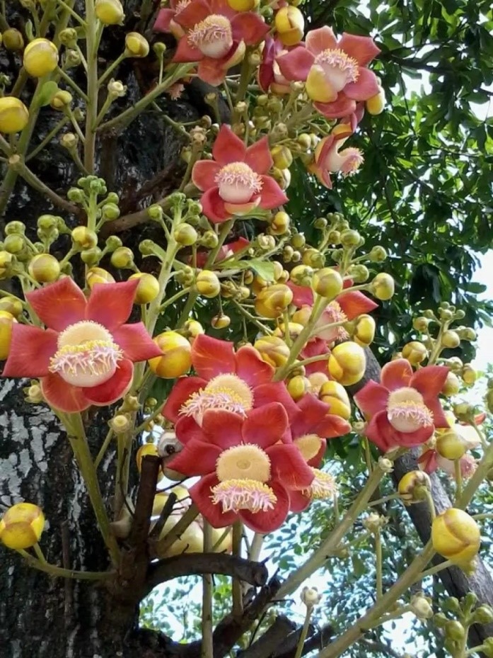 Ban c&ocirc;ng nh&agrave; gi&agrave;u thường đặt 5 loại c&acirc;y n&agrave;y để trấn giữ của cải, tiền bạc ở lại l&acirc;u hơn- Ảnh 9.