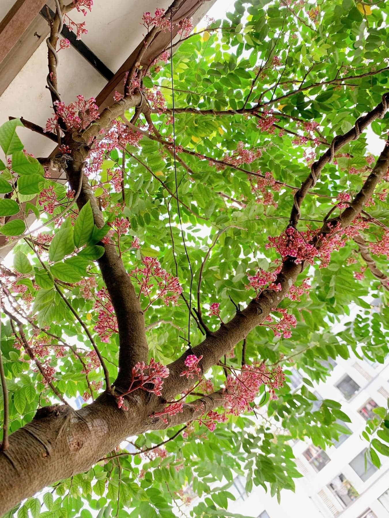 Ban c&ocirc;ng nh&agrave; gi&agrave;u thường đặt 5 loại c&acirc;y n&agrave;y để trấn giữ của cải, tiền bạc ở lại l&acirc;u hơn- Ảnh 5.