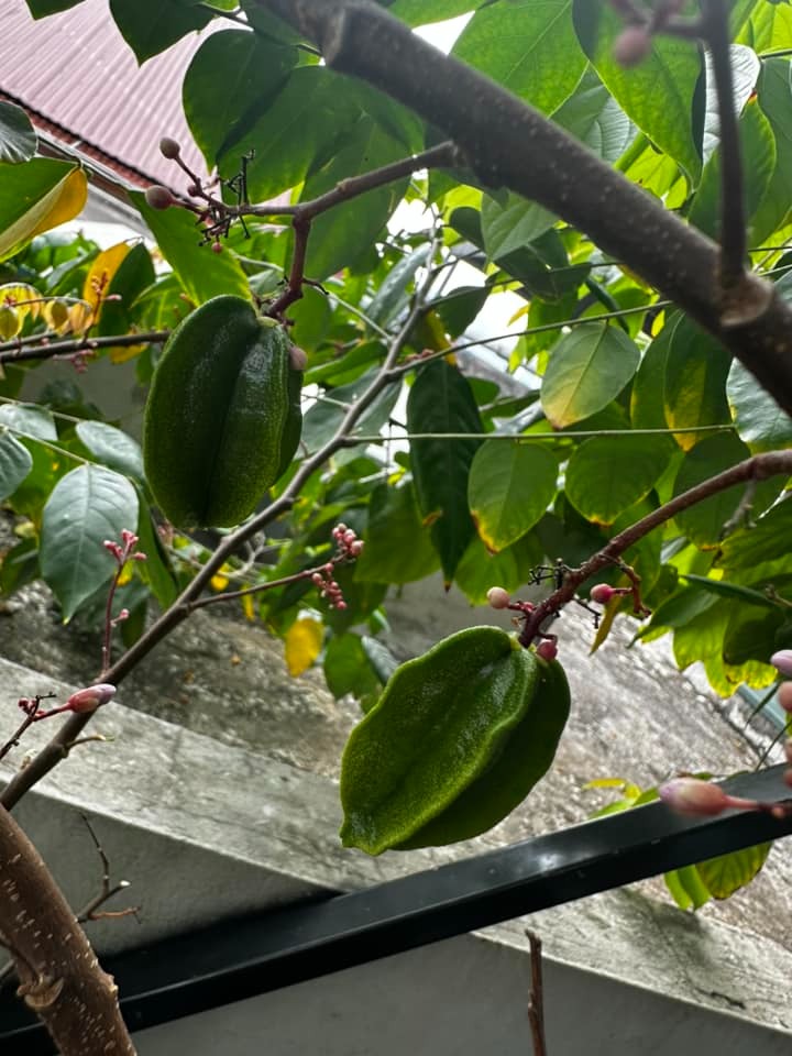 Ban c&ocirc;ng nh&agrave; gi&agrave;u thường đặt 5 loại c&acirc;y n&agrave;y để trấn giữ của cải, tiền bạc ở lại l&acirc;u hơn- Ảnh 4.