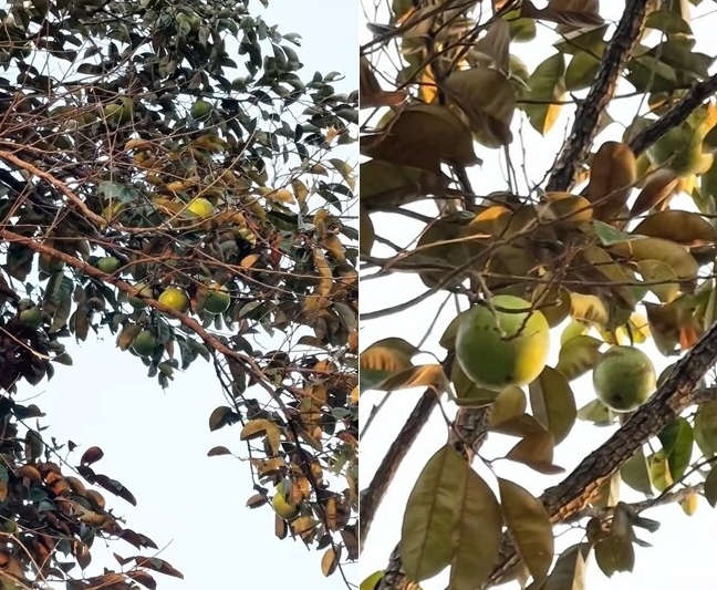 Cảnh tượng lần đầu xuất hiện trong nh&agrave; Mỹ T&acirc;m- Ảnh 3.