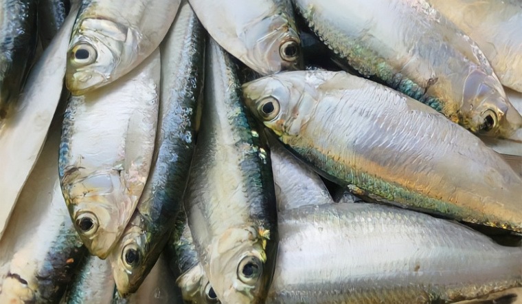 Qu&ecirc;n c&aacute; hồi đi: Chợ Việt c&oacute; 3 loại c&aacute; 