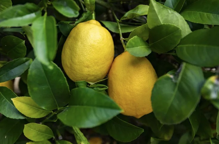 Mỹ giới thiệu 7 c&acirc;y ăn quả trồng trong chậu rất hợp: Số 3 người Việt biết trồng từ l&acirc;u- Ảnh 1.