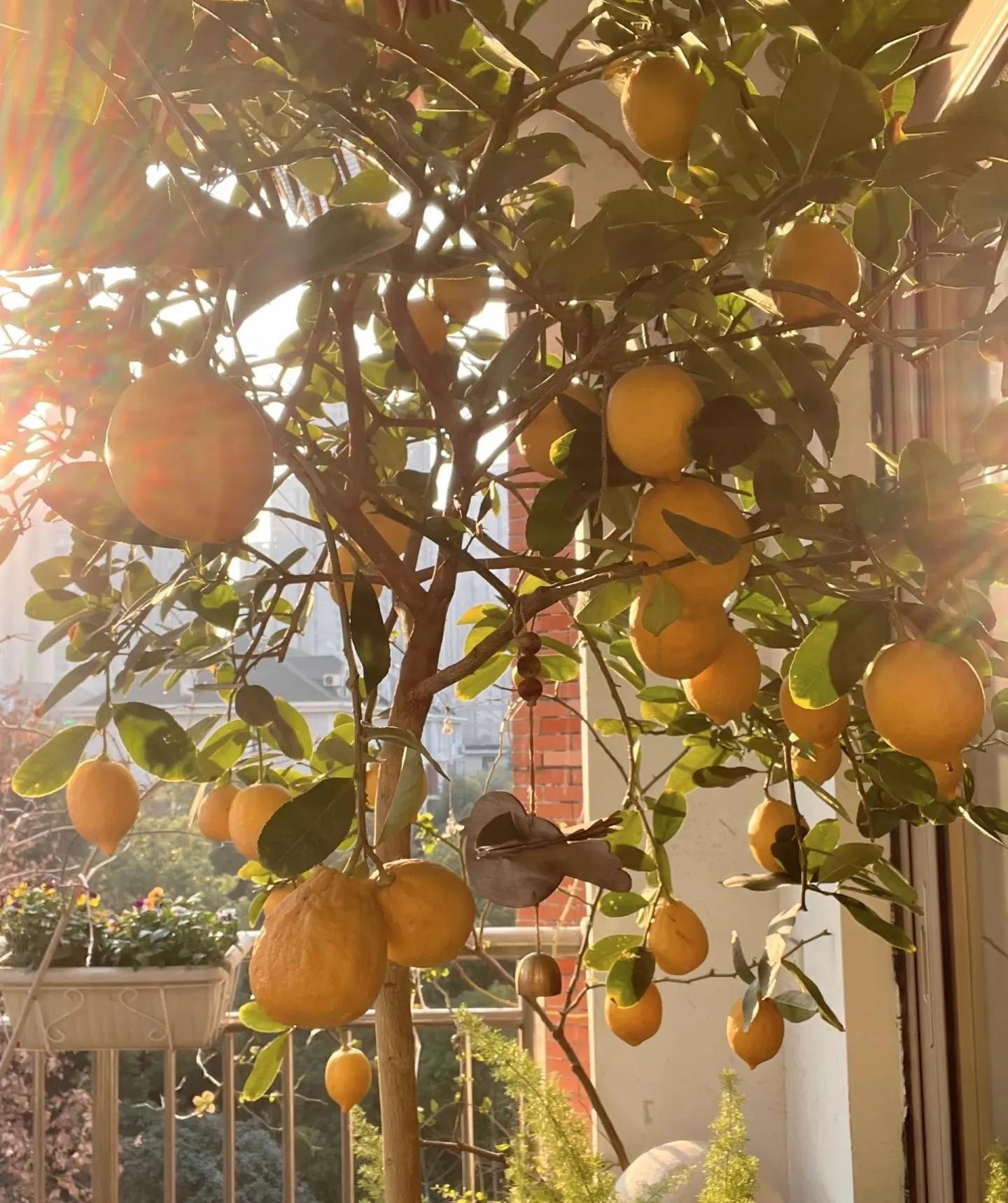 Ban c&ocirc;ng nh&agrave; gi&agrave;u thường đặt 5 loại c&acirc;y n&agrave;y để trấn giữ của cải, tiền bạc ở lại l&acirc;u hơn- Ảnh 1.