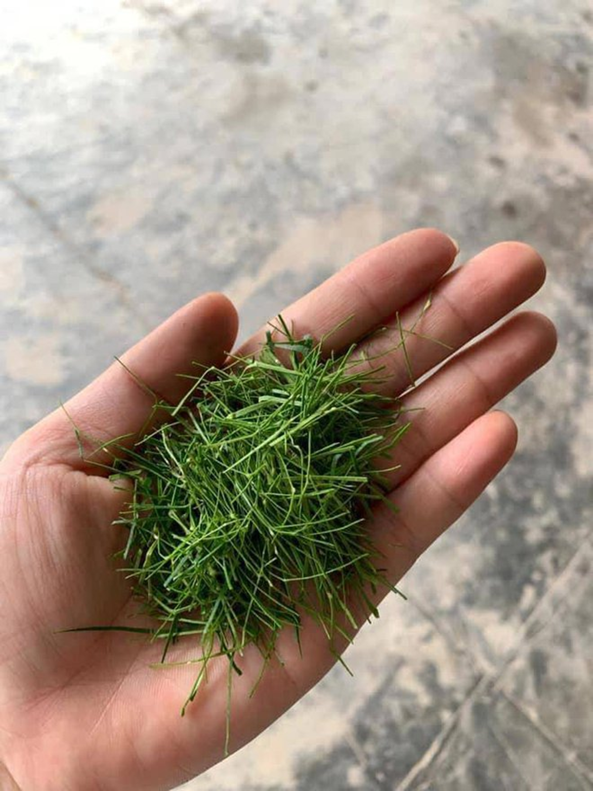 Đừng chỉ ăn quả, l&aacute; loại c&acirc;y n&agrave;y qu&yacute; như "nh&acirc;n s&acirc;m người ngh&egrave;o", ở qu&ecirc; rụng đầy gốc- Ảnh 1.