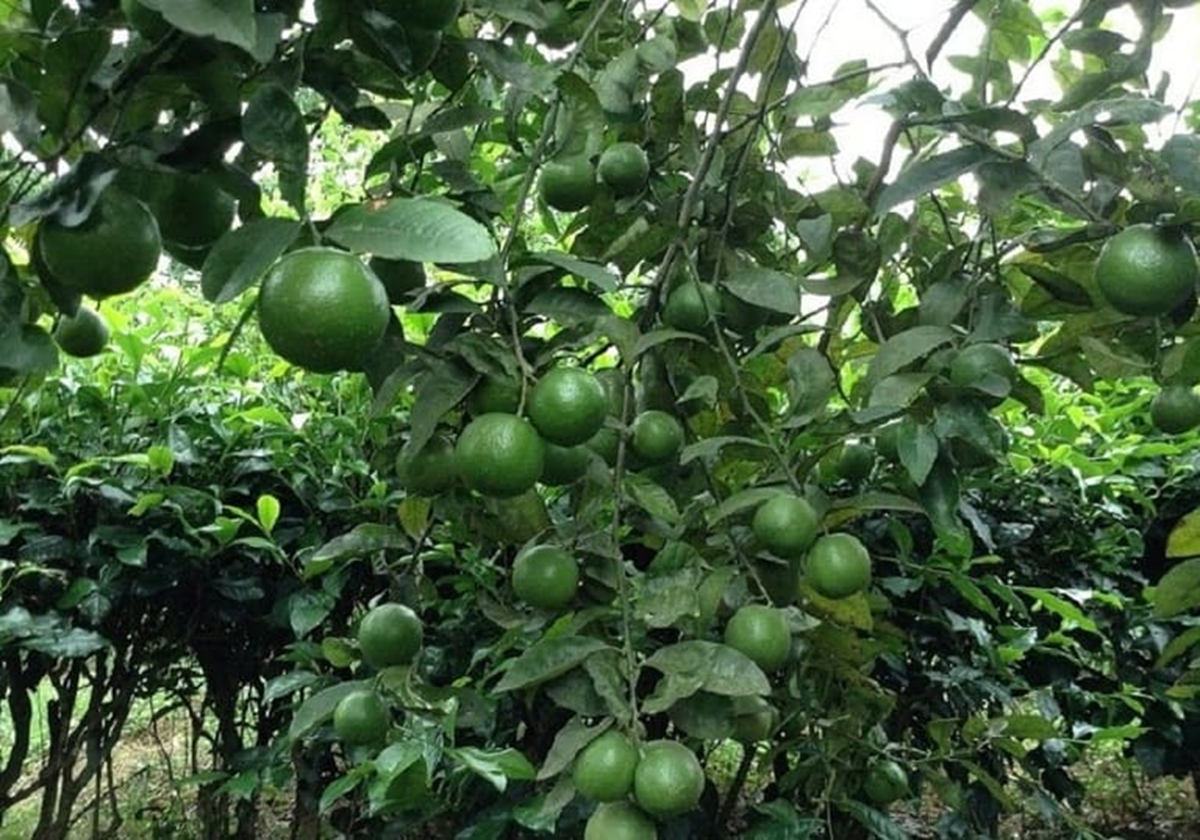 Đừng chỉ ăn quả, l&aacute; loại c&acirc;y n&agrave;y qu&yacute; như "nh&acirc;n s&acirc;m người ngh&egrave;o", ở qu&ecirc; rụng đầy gốc- Ảnh 2.