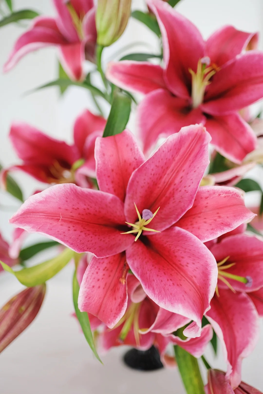 "N&agrave;ng hậu" của m&ugrave;a Tết 2026 l&agrave; Profundo: Giống b&aacute;ch hợp khổng lồ khiến căn nh&agrave; thơm như một khu vườn, vụng mấy cũng chăm được- Ảnh 11.