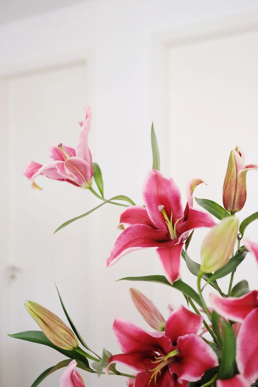 "N&agrave;ng hậu" của m&ugrave;a Tết 2026 l&agrave; Profundo: Giống b&aacute;ch hợp khổng lồ khiến căn nh&agrave; thơm như một khu vườn, vụng mấy cũng chăm được- Ảnh 10.