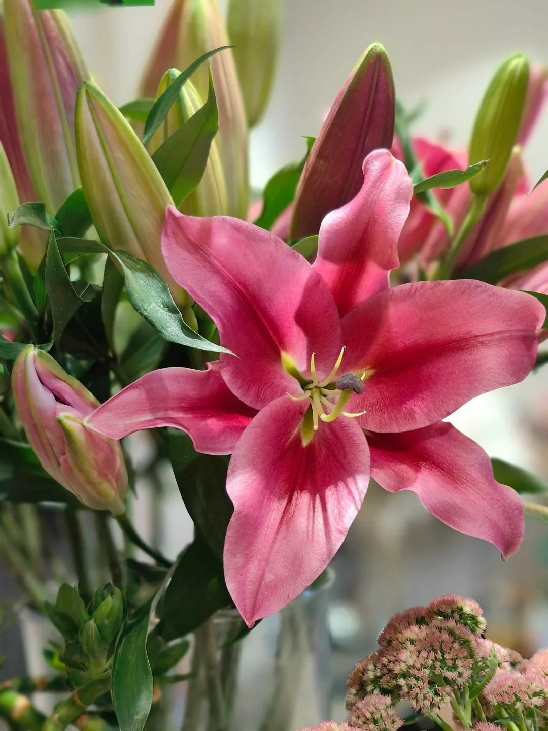 "N&agrave;ng hậu" của m&ugrave;a Tết 2026 l&agrave; Profundo: Giống b&aacute;ch hợp khổng lồ khiến căn nh&agrave; thơm như một khu vườn, vụng mấy cũng chăm được- Ảnh 18.