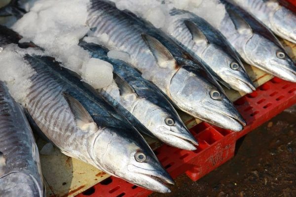 Qu&ecirc;n c&aacute; hồi đi: Chợ Việt c&oacute; 3 loại c&aacute; 