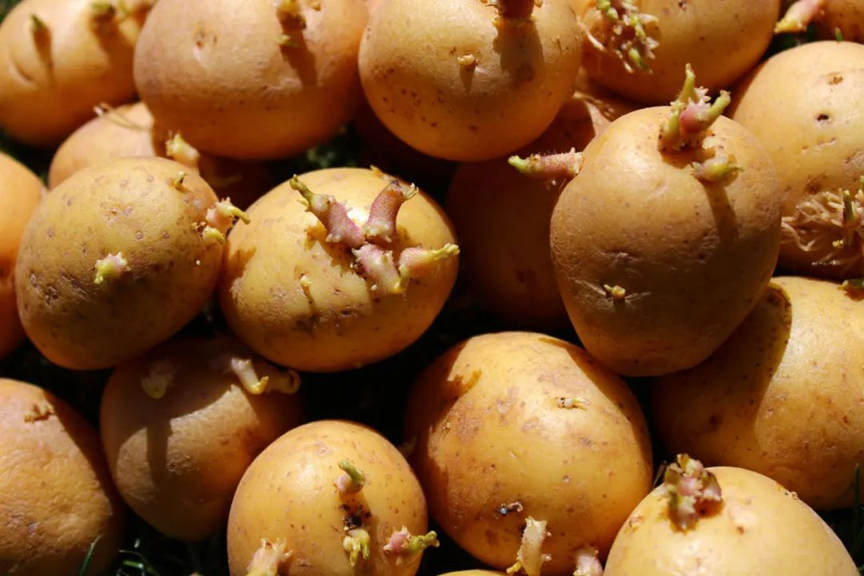 7 thực phẩm chứa chất độc, "nu&ocirc;i dưỡng tế b&agrave;o ung thư" nhưng nhiều người nghĩ "ăn được"- Ảnh 3.