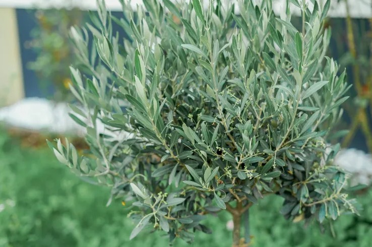 Mỹ giới thiệu 7 c&acirc;y ăn quả trồng trong chậu rất hợp: Số 3 người Việt biết trồng từ l&acirc;u- Ảnh 6.