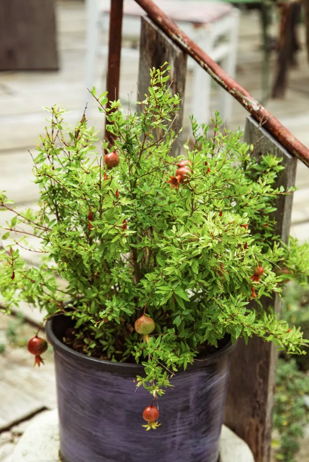 Mỹ giới thiệu 7 c&acirc;y ăn quả trồng trong chậu rất hợp: Số 3 người Việt biết trồng từ l&acirc;u- Ảnh 4.