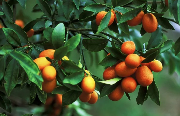 Mỹ giới thiệu 7 c&acirc;y ăn quả trồng trong chậu rất hợp: Số 3 người Việt biết trồng từ l&acirc;u- Ảnh 3.