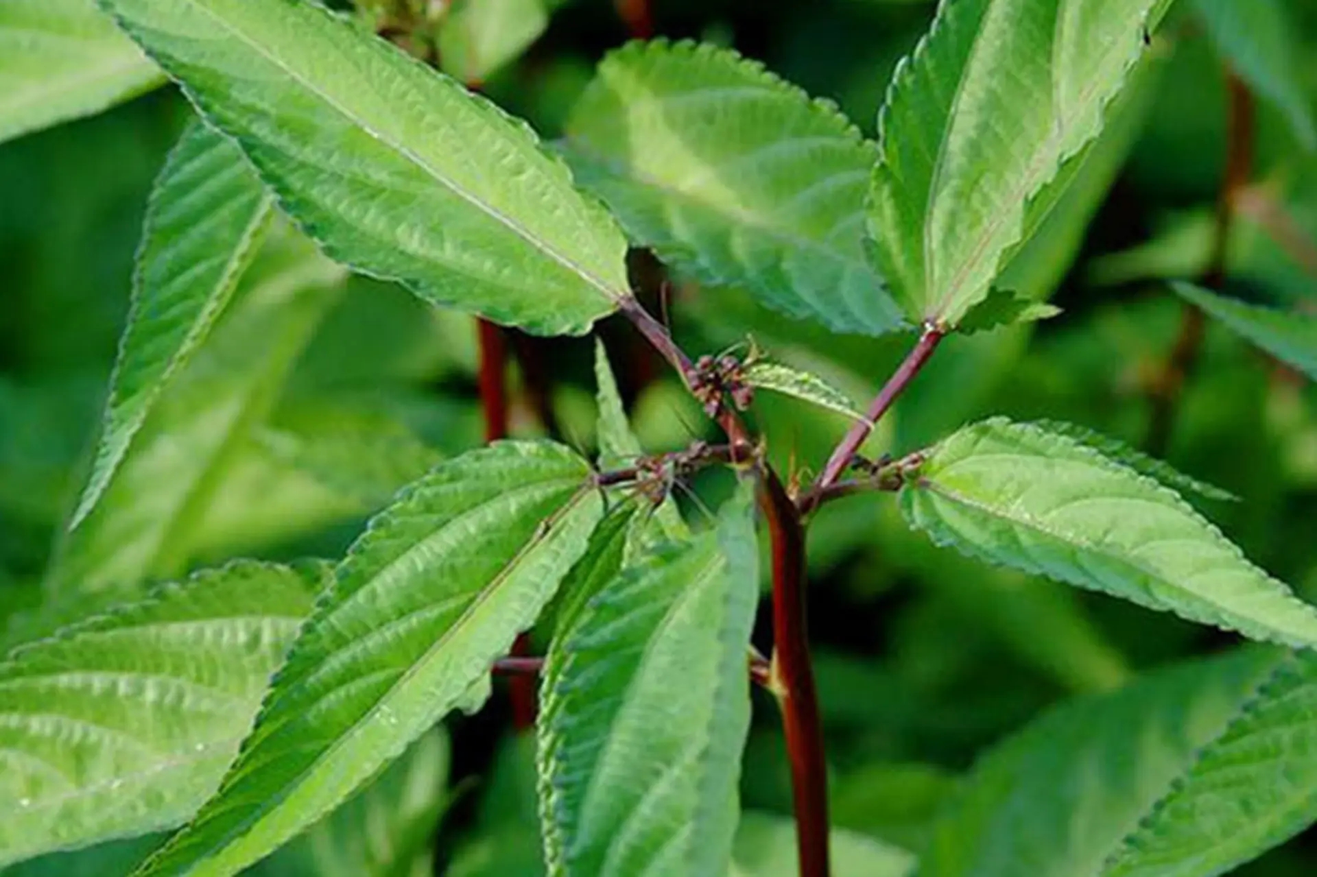 Việt Nam c&oacute; loại rau nhiều sắt hơn thịt b&ograve;: Bổ tim, ngừa ung thư nhưng nhiều người ch&ecirc; kh&ocirc;ng ăn- Ảnh 1.