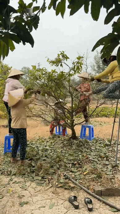 "Đặc sản Tết" của người miền T&acirc;y, cả nước t&ograve; m&ograve;- Ảnh 3.