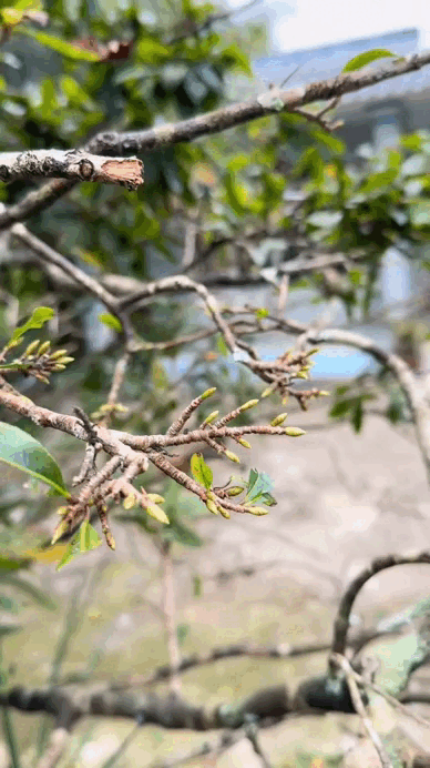 "Đặc sản Tết" của người miền T&acirc;y, cả nước t&ograve; m&ograve;- Ảnh 4.