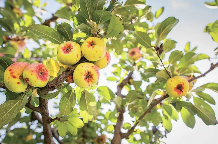 Mỹ giới thiệu 7 c&acirc;y ăn quả trồng trong chậu rất hợp: Số 3 người Việt biết trồng từ l&acirc;u- Ảnh 7.