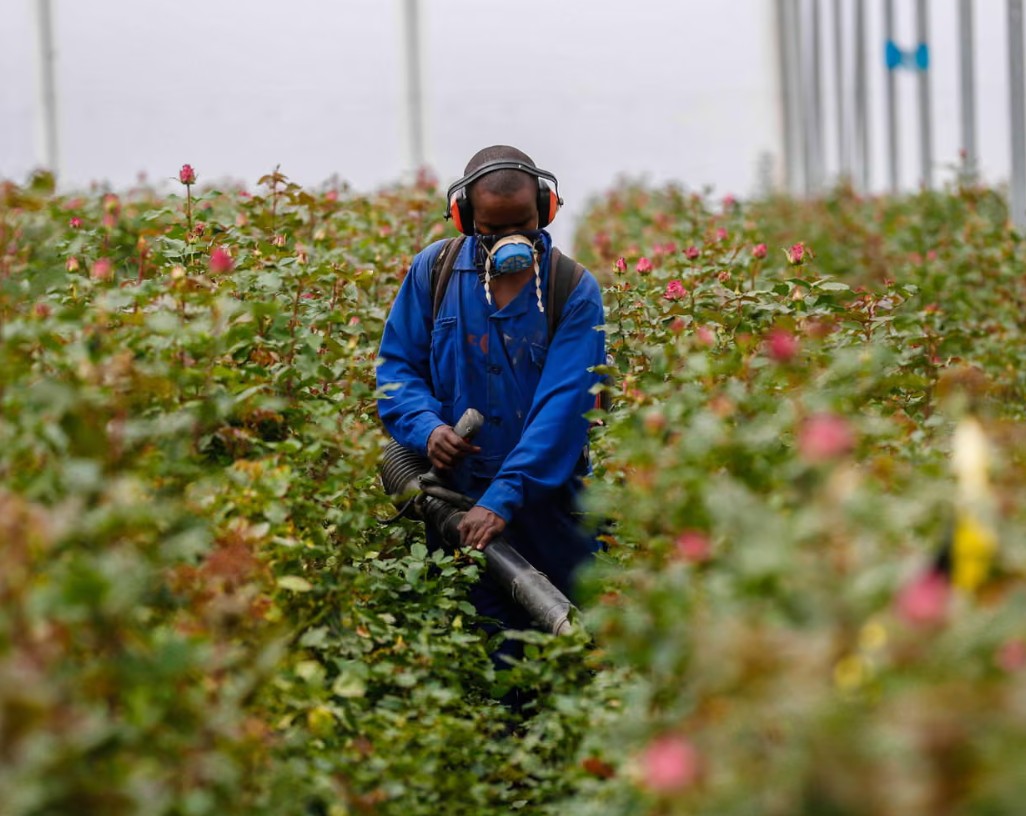 Ch&acirc;u &Acirc;u cảnh b&aacute;o N&Oacute;NG: B&eacute; g&aacute;i 11 tuổi tử vong do người mẹ b&aacute;n hoa mỗi ng&agrave;y, v&ocirc; t&igrave;nh tiếp x&uacute;c với một chất độc từ khi mang thai- Ảnh 2.