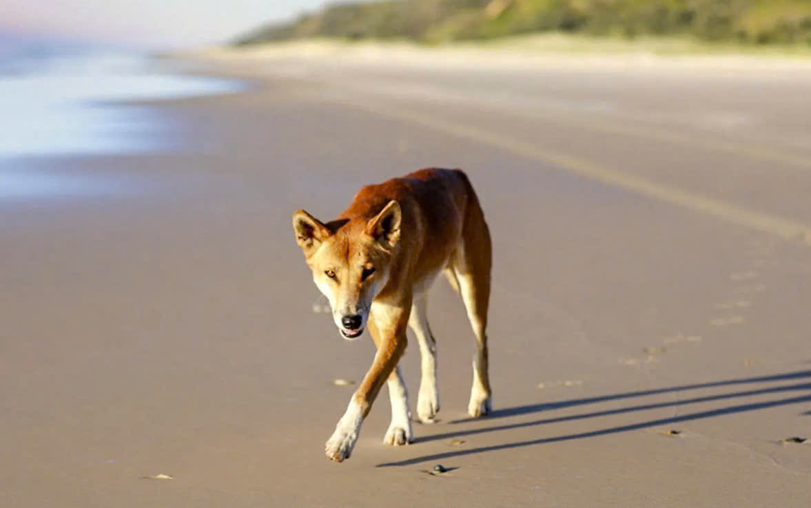 Ph&aacute;t hiện c&ocirc; g&aacute;i 19 tuổi tử vong tr&ecirc;n b&atilde;i biển nổi tiếng với 10 con ch&oacute; hoang xung quanh- Ảnh 2.