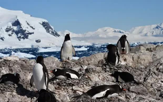Chim c&aacute;nh cụt Gentoo tại vịnh Neko, Nam Cực, được ghi nhận sinh sản sớm hơn đ&aacute;ng kể (Ảnh: Ignacio Juarez Martinez)