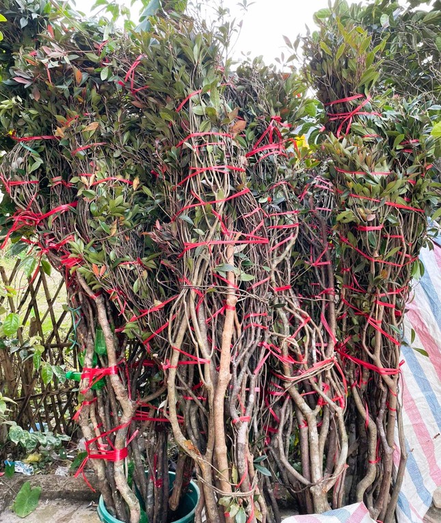 Kh&ocirc;ng phải lan, đ&acirc;y mới l&agrave; loại hoa được giới nh&agrave; gi&agrave;u chuộng mua chơi Tết: Gi&aacute; v&agrave;i triệu t&iacute;nh theo c&agrave;nh- Ảnh 3.