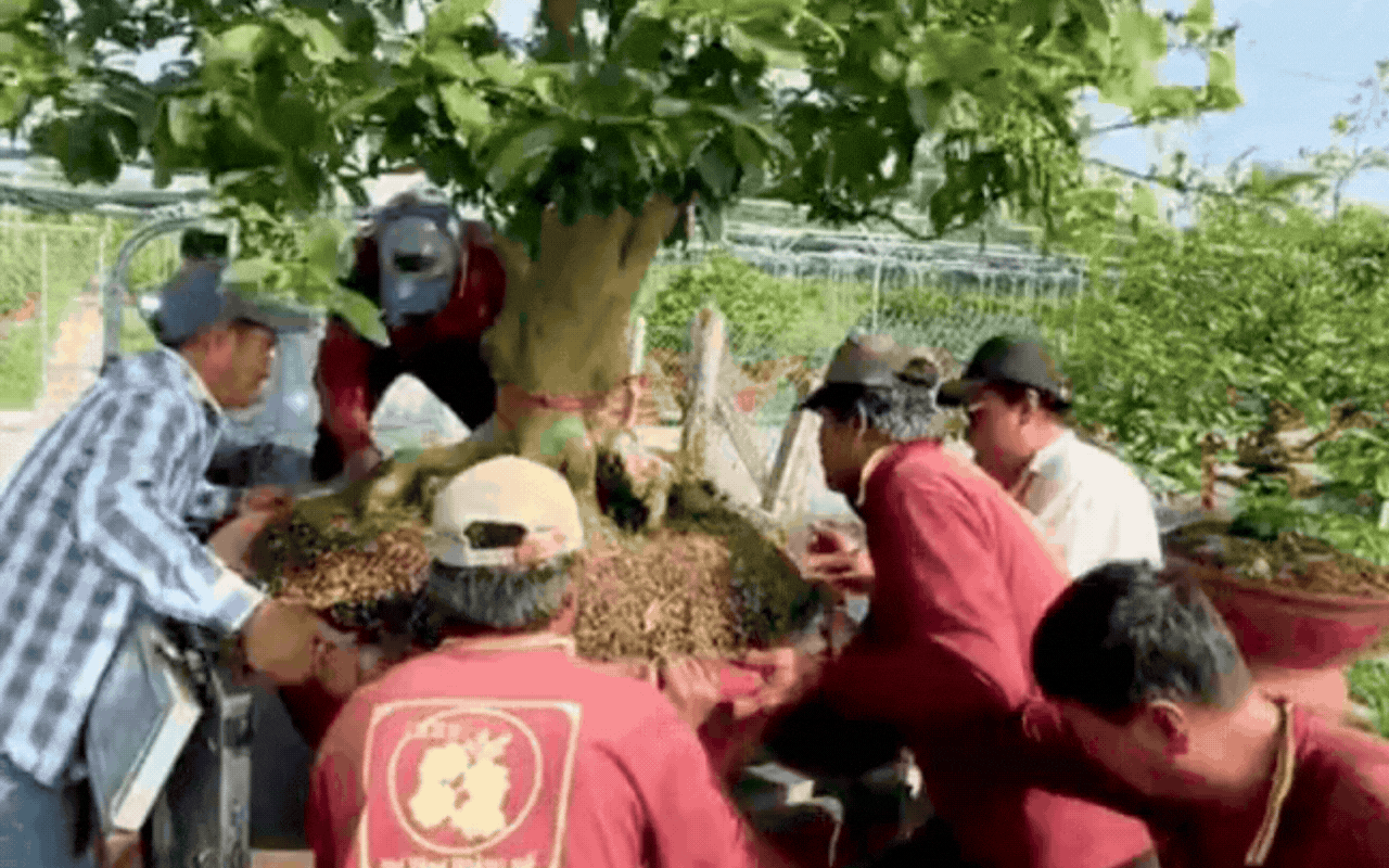 Cận cảnh rước 