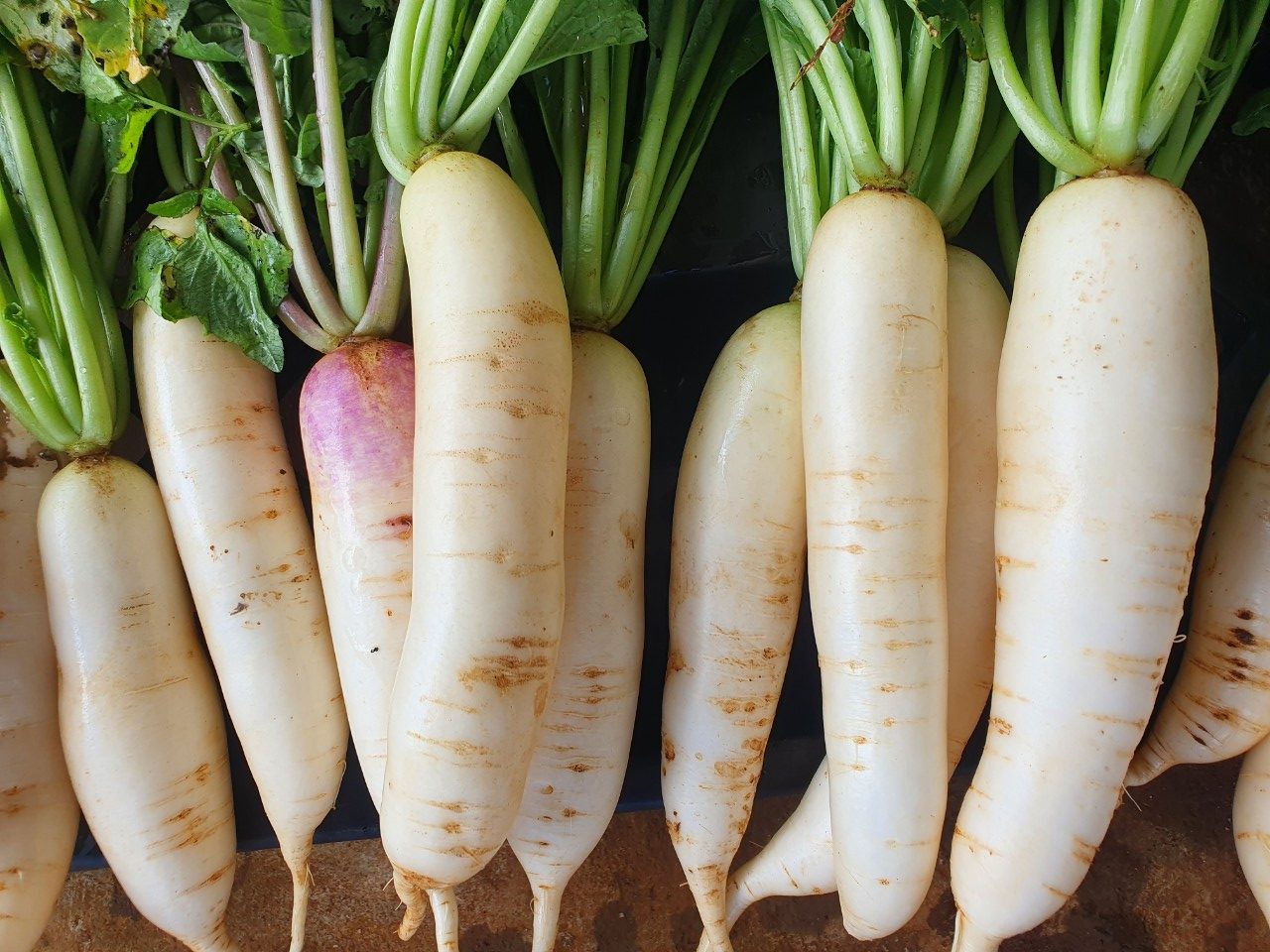 Củ cải đem th&aacute;i sợi rồi x&agrave;o c&ugrave;ng nguy&ecirc;n liệu n&agrave;y vừa ngon miệng, lại gi&agrave;u canxi tốt cho xương từ gi&agrave; đến trẻ- Ảnh 1.