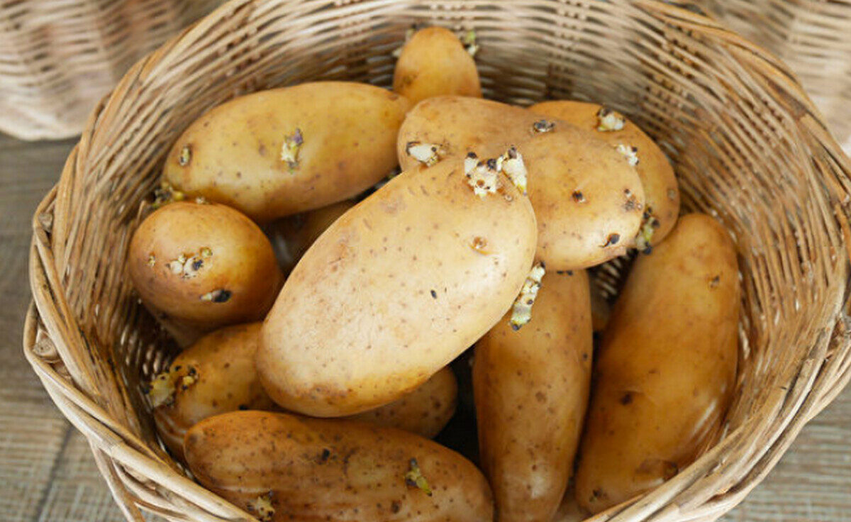 5 loại rau m&agrave; b&aacute;c sĩ kh&ocirc;ng bao giờ đụng đến, nhưng bạn c&oacute; thể đang ăn mỗi ng&agrave;y!- Ảnh 1.