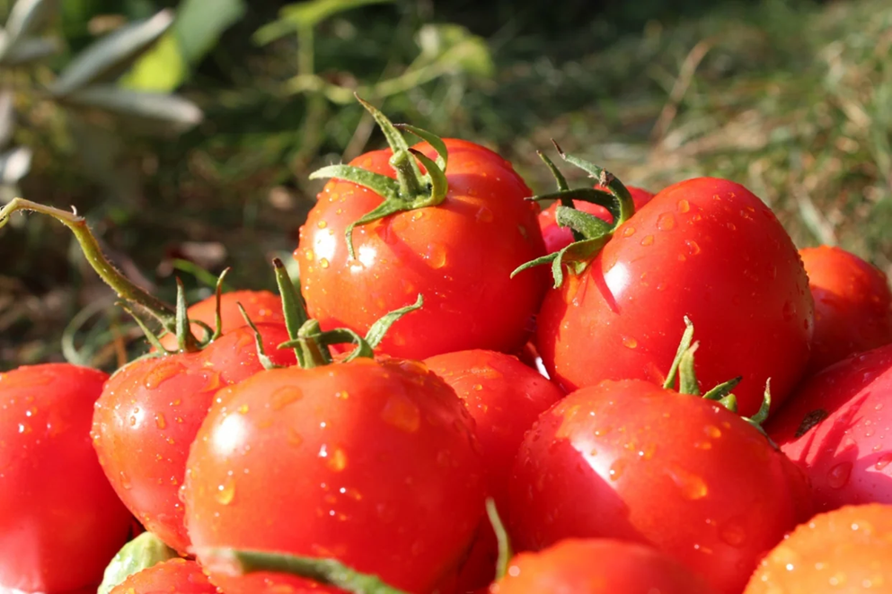 6 loại rau tốt nhất đừng vội cho v&agrave;o tủ lạnh, b&aacute;c sĩ khuy&ecirc;n để nhiệt độ ph&ograve;ng vẫn l&agrave; 