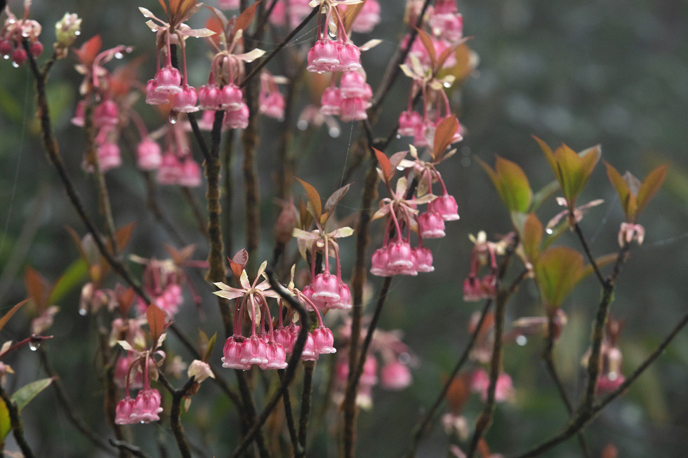 Kh&ocirc;ng phải lan, đ&acirc;y mới l&agrave; loại hoa được giới nh&agrave; gi&agrave;u chuộng mua chơi Tết: Gi&aacute; v&agrave;i triệu t&iacute;nh theo c&agrave;nh- Ảnh 2.