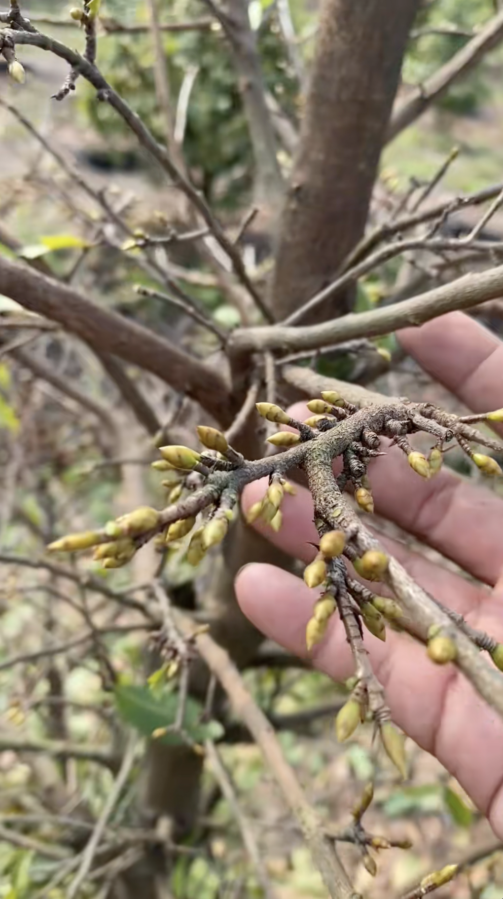 Cận cảnh rước 