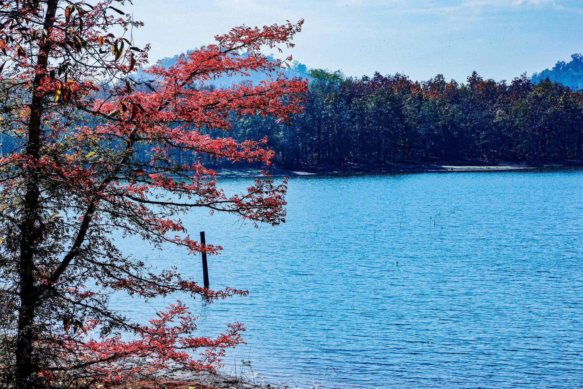 M&ecirc; mẩn với rừng khộp lớn nhất Việt Nam v&agrave;o m&ugrave;a thay l&aacute;- Ảnh 1.
