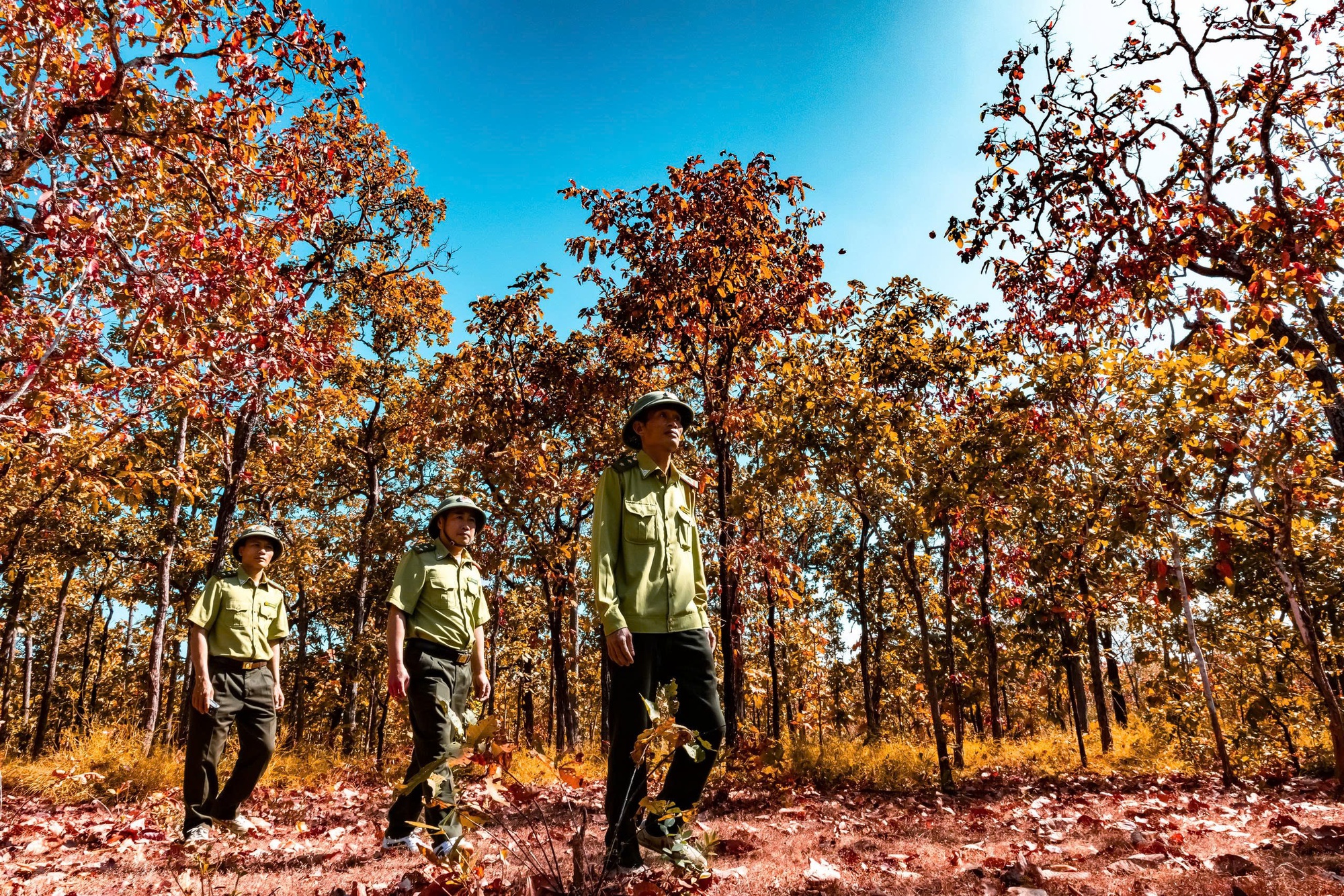 M&ecirc; mẩn với rừng khộp lớn nhất Việt Nam v&agrave;o m&ugrave;a thay l&aacute;- Ảnh 6.