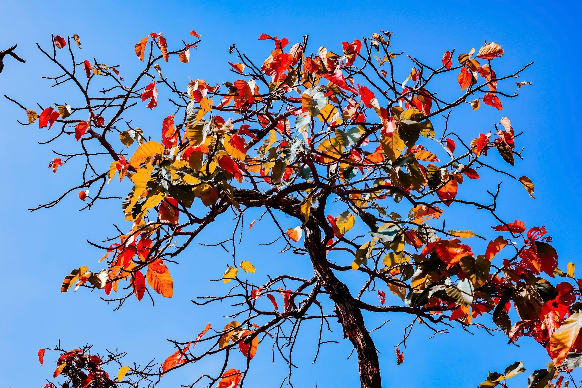 M&ecirc; mẩn với rừng khộp lớn nhất Việt Nam v&agrave;o m&ugrave;a thay l&aacute;- Ảnh 7.