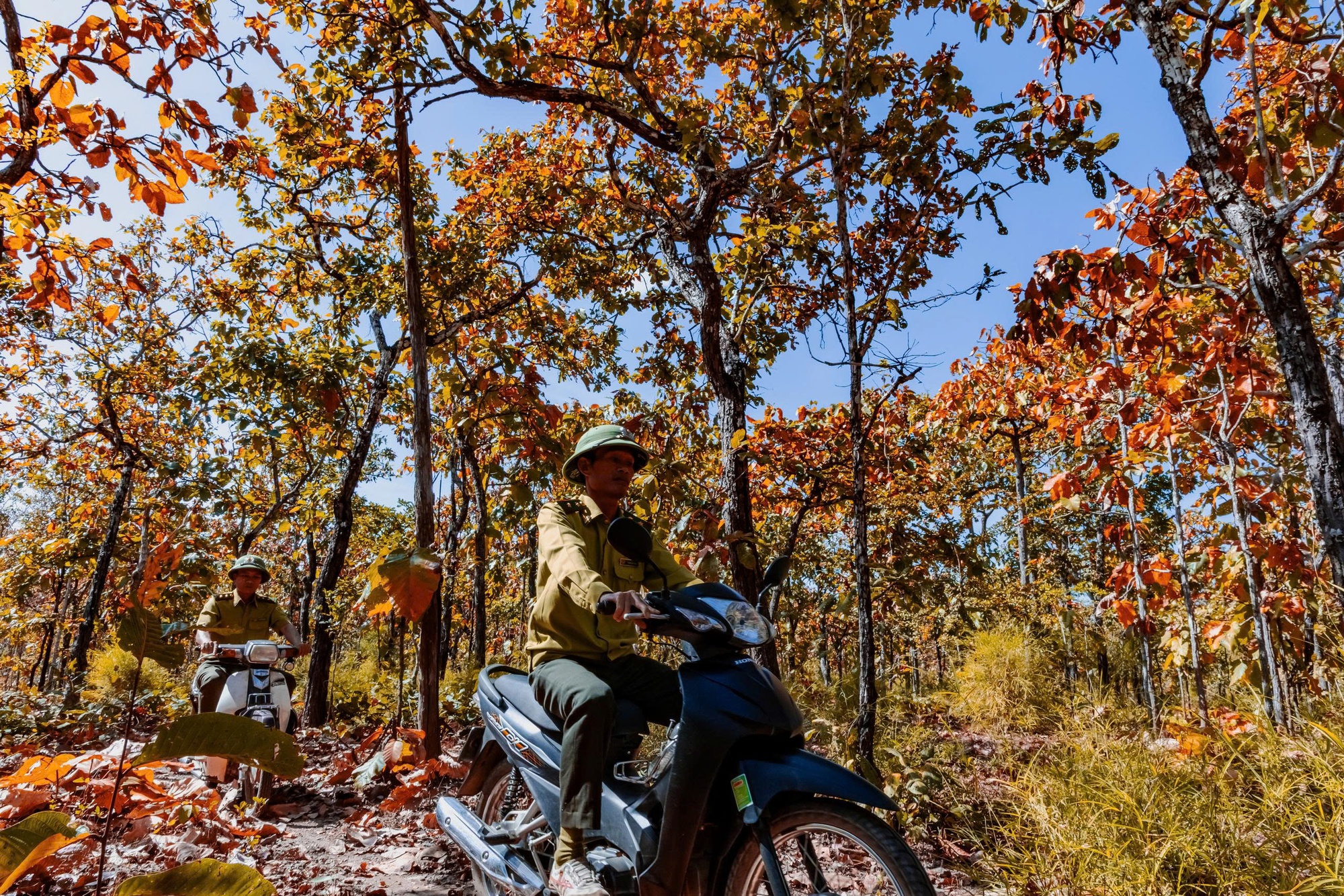 M&ecirc; mẩn với rừng khộp lớn nhất Việt Nam v&agrave;o m&ugrave;a thay l&aacute;- Ảnh 8.