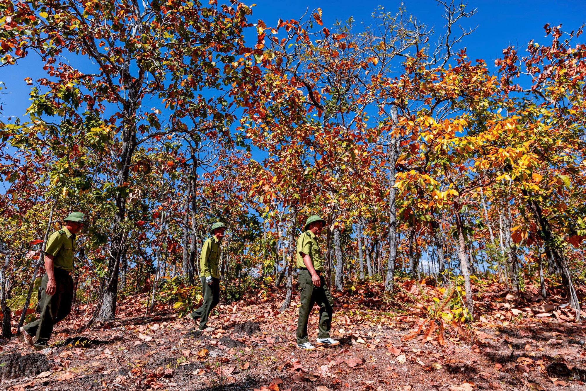 M&ecirc; mẩn với rừng khộp lớn nhất Việt Nam v&agrave;o m&ugrave;a thay l&aacute;- Ảnh 2.