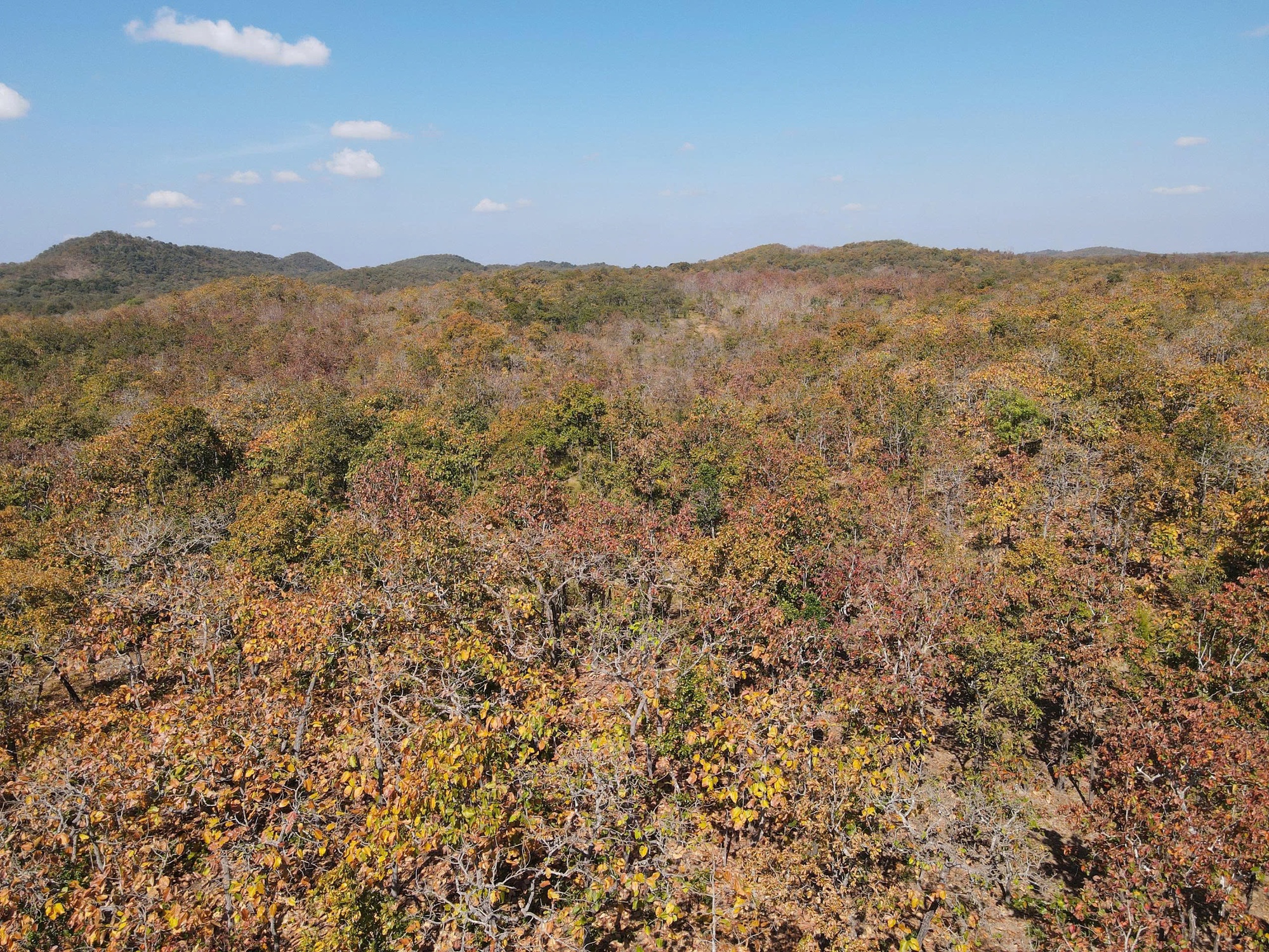 M&ecirc; mẩn với rừng khộp lớn nhất Việt Nam v&agrave;o m&ugrave;a thay l&aacute;- Ảnh 3.