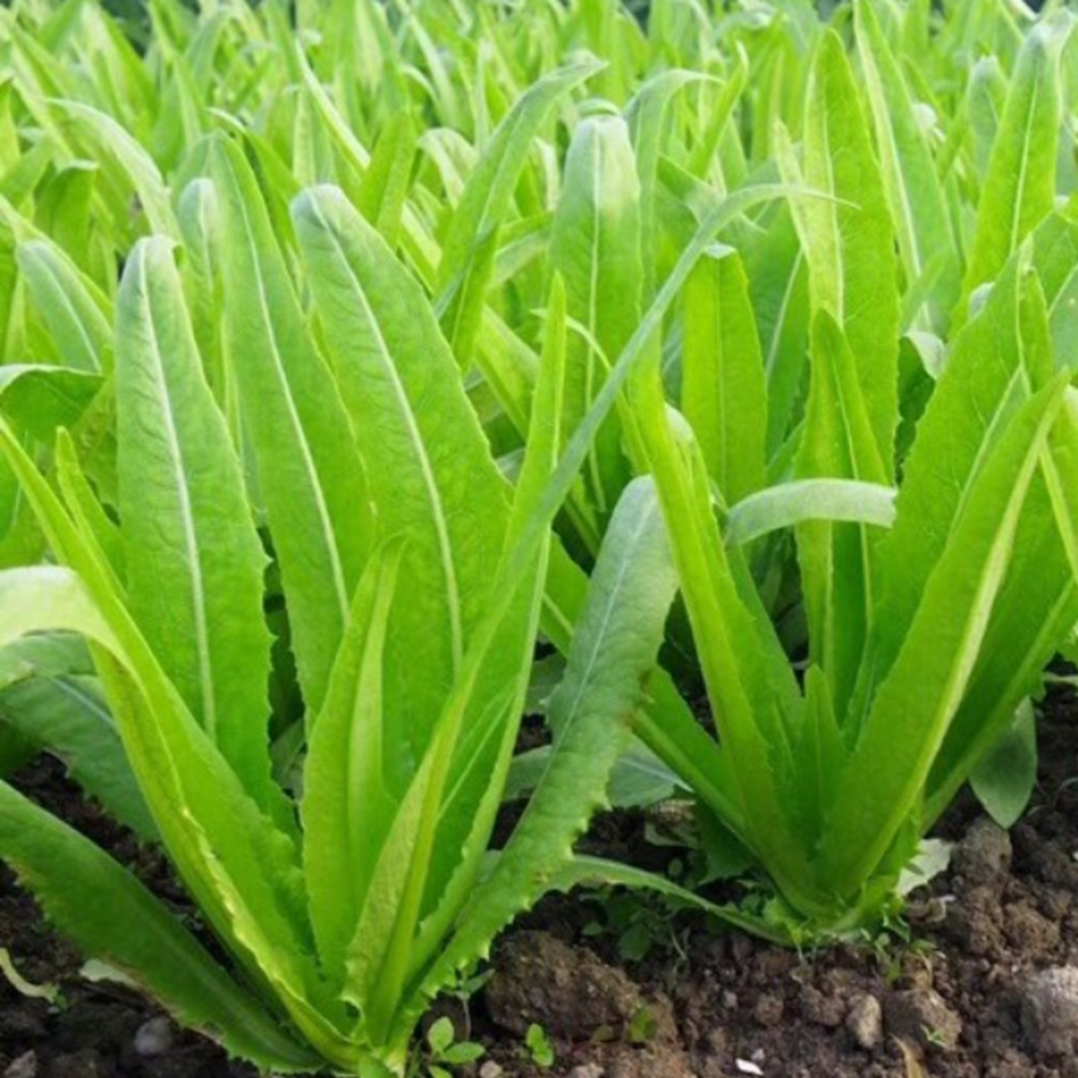 2 loại rau &iacute;t "ngậm" thuốc trừ s&acirc;u, nhất c&aacute;i số 1 ngo&agrave;i chợ rẻ b&egrave;o- Ảnh 2.