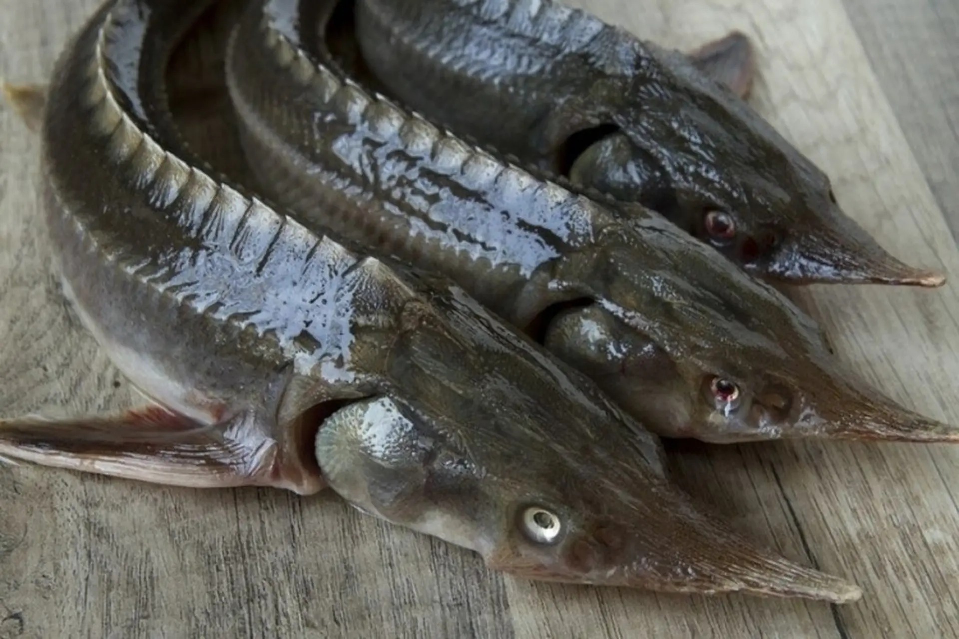 12 loại c&aacute; bổ ngang nh&acirc;n s&acirc;m tổ yến, ngọt thịt, &iacute;t xương dăm, chợ Việt b&aacute;n từ 40.000 đồng/kg- Ảnh 4.