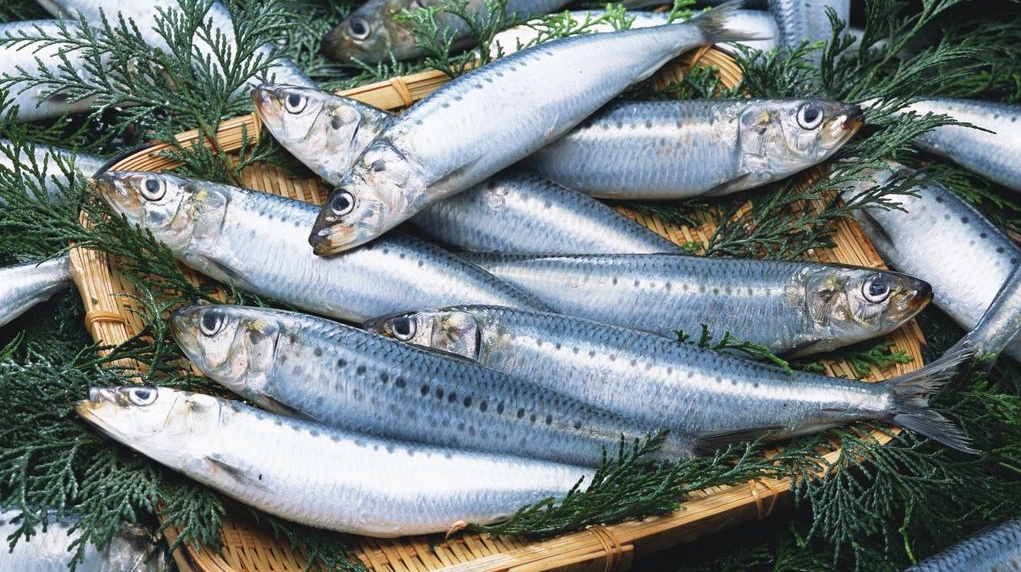 Người s&agrave;nh ăn khi mua c&aacute; thường chỉ chọn 5 loại c&aacute; biển n&agrave;y: Kh&ocirc;ng thể nu&ocirc;i nh&acirc;n tạo, ho&agrave;n to&agrave;n l&agrave; c&aacute; đ&aacute;nh bắt tự nhi&ecirc;n, 