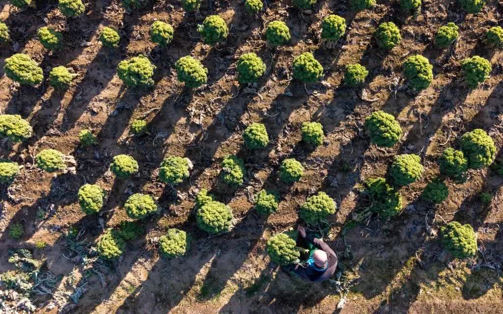 Do hạn h&aacute;n v&agrave; thời tiết lạnh gi&aacute; trong giai đoạn gieo trồng, năng suất trồng cải xoăn tại Dresden, Đức giảm so với năm 2025 (Ảnh: AFP)
