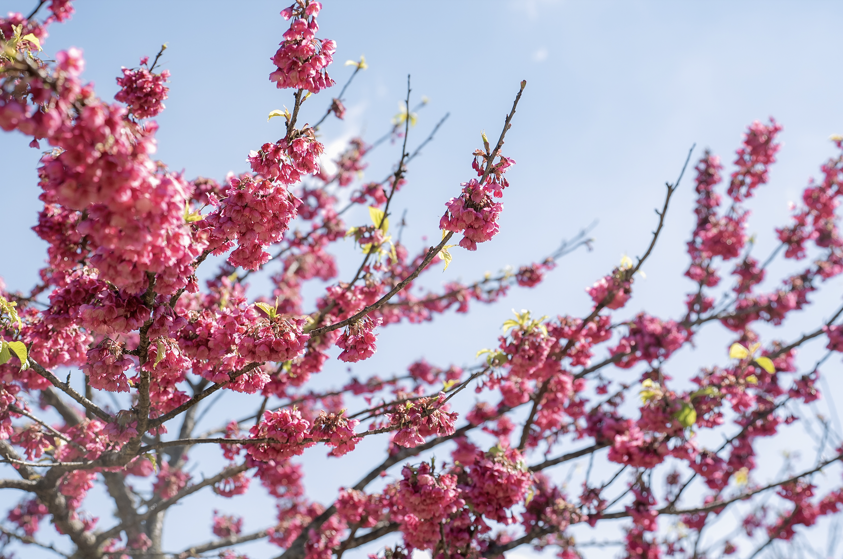 Tin vui cho hàng triệu người đi Sa Pa thời gian này- Ảnh 8. Tin vui cho hàng triệu người đi Sa Pa thời gian này- Ảnh 8.