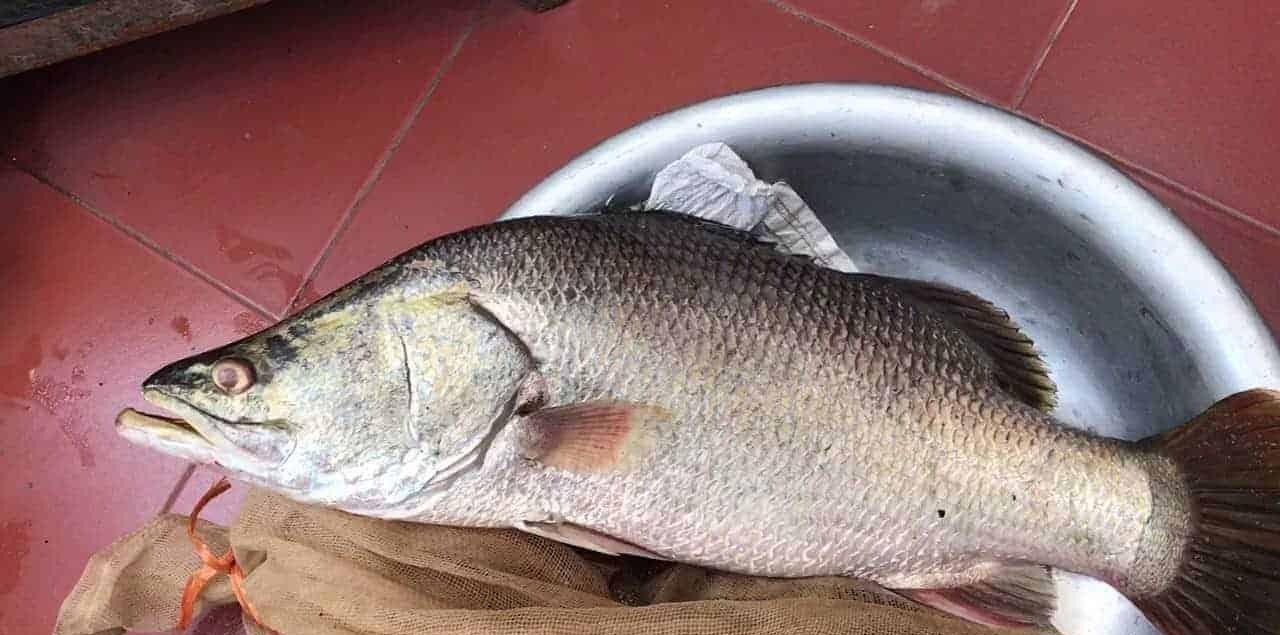 12 loại c&aacute; bổ ngang nh&acirc;n s&acirc;m tổ yến, ngọt thịt, &iacute;t xương dăm, chợ Việt b&aacute;n từ 40.000 đồng/kg- Ảnh 5.