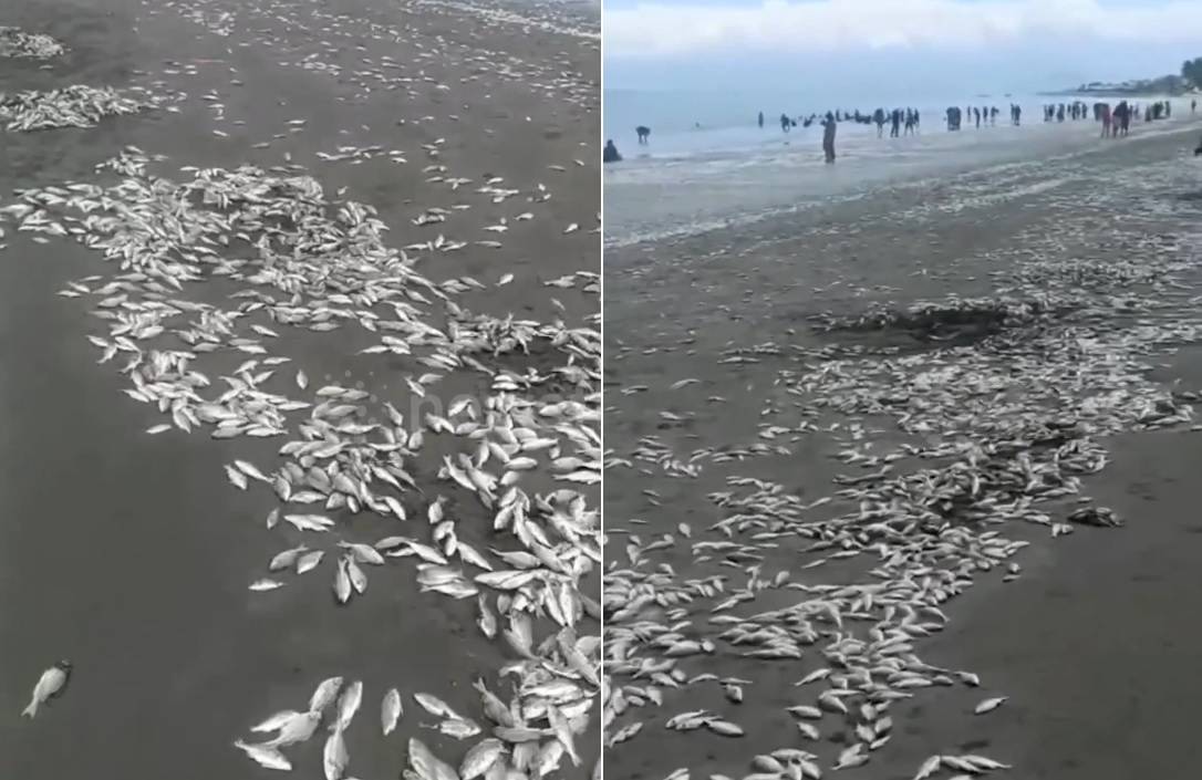 Đi dạo bờ biển, người dân bắt gặp cảnh tượng lạ chưa từng thấy
