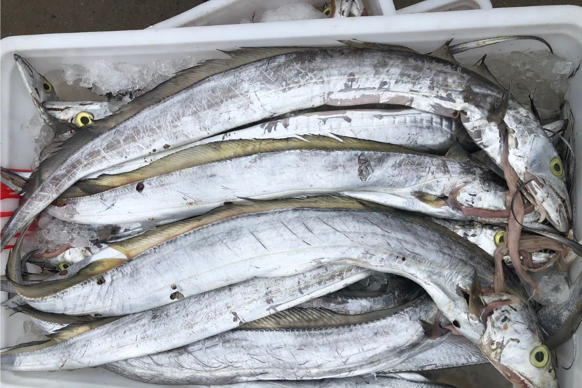 Người s&agrave;nh ăn khi mua c&aacute; thường chỉ chọn 5 loại c&aacute; biển n&agrave;y: Kh&ocirc;ng thể nu&ocirc;i nh&acirc;n tạo, ho&agrave;n to&agrave;n l&agrave; c&aacute; đ&aacute;nh bắt tự nhi&ecirc;n, 