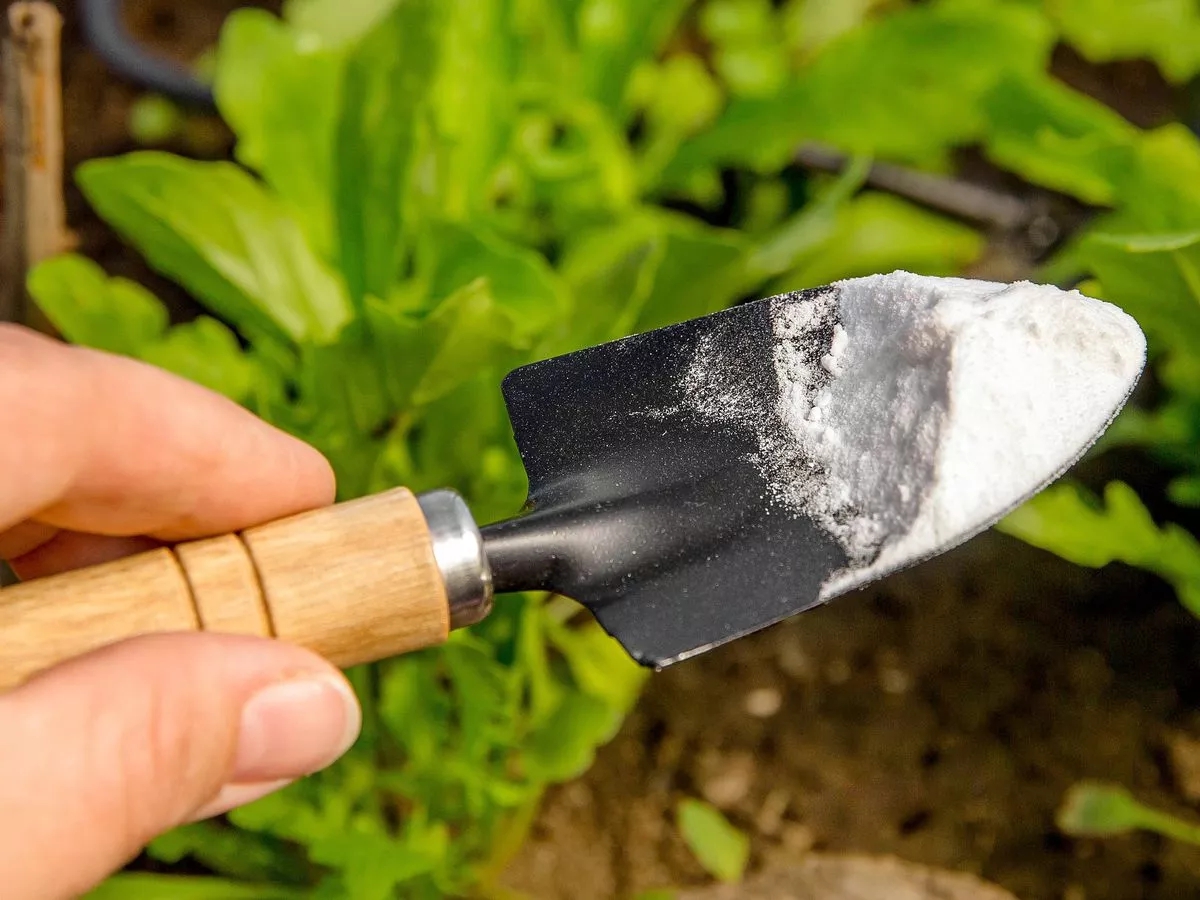 Tự chế dung dịch chống nấm tuyệt vời cho cây trồng trong vườn bằng 1 nguyên liệu có sẵn trong bếp