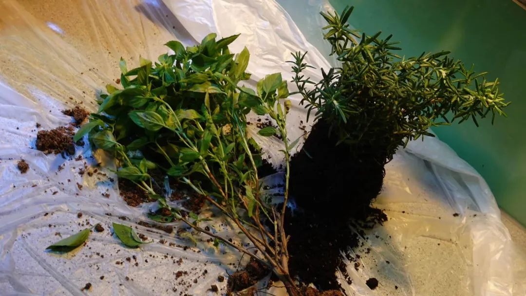 BTV kỳ cựu rời đ&agrave;i truyền h&igrave;nh v&igrave; &aacute;p lực: Dốc sạch tiền mua nh&agrave; 