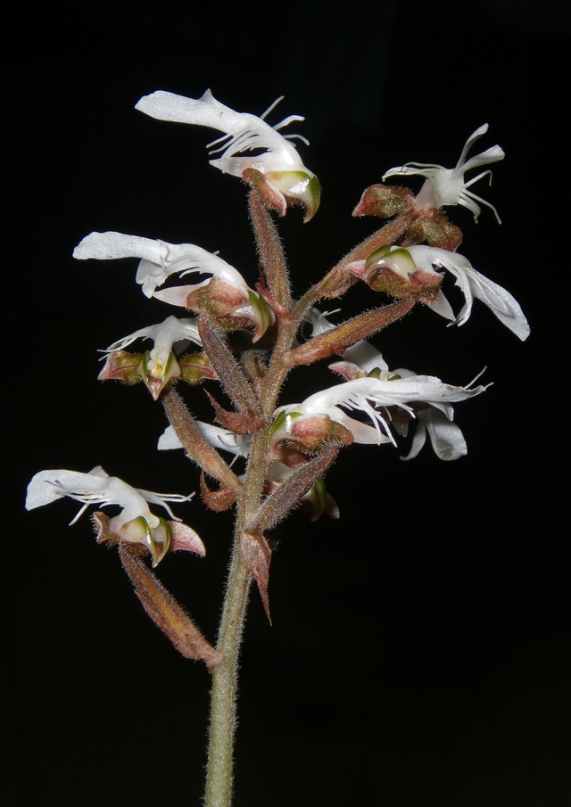 Lo&agrave;i cực qu&yacute; c&oacute; gi&aacute; trị cao vừa được ph&aacute;t hiện ở Việt Nam ở độ cao 1650m, khiến giới khoa học vui mừng- Ảnh 3.